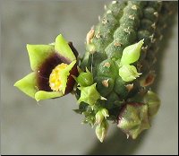 Echidnopsis yemenensis